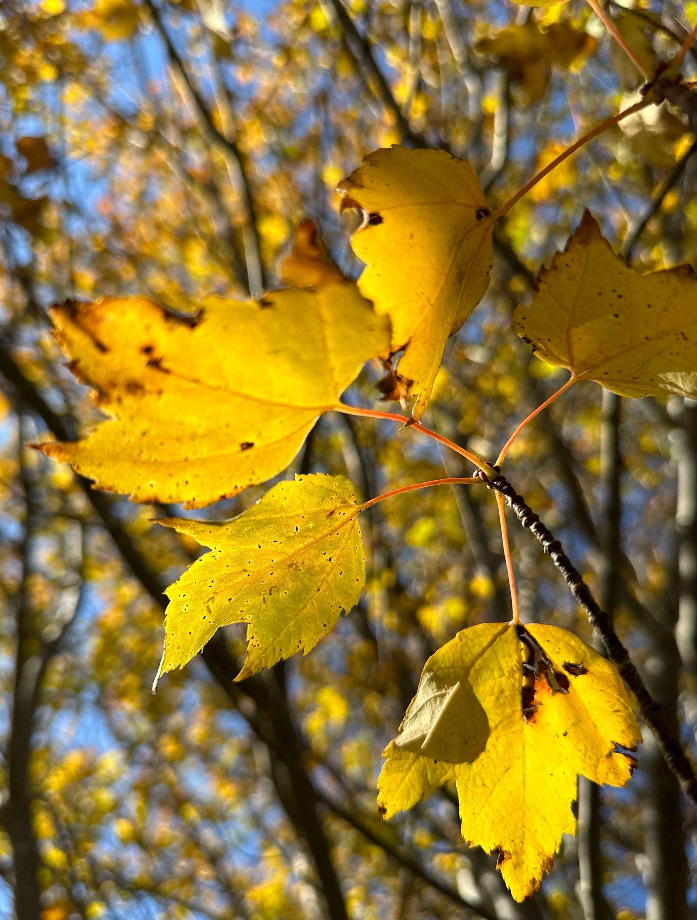 Changes … and Triggers